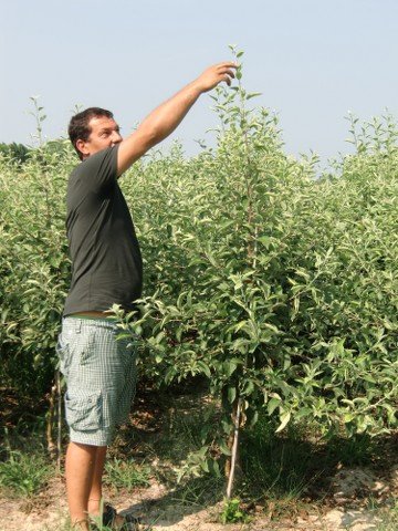 Baumschule Raifer Leonhard - Italien - Apfelbäume